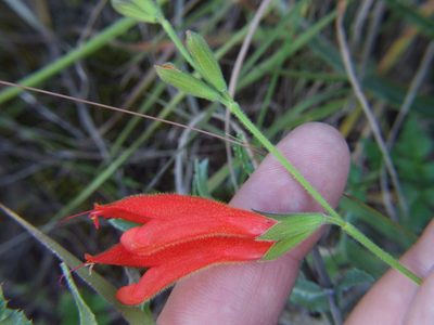 Salvia oppositiflora, photographed by cstobie