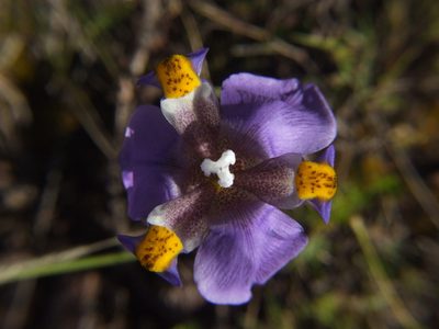 Hesperoxiphion herrerae, photographed by cstobie