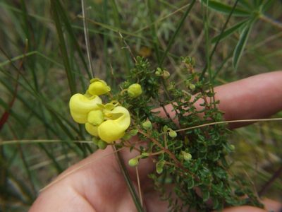 Calceolaria myriophylla, photographed by cstobie