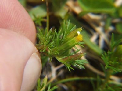 Tagetes filifolia, photographed by cstobie