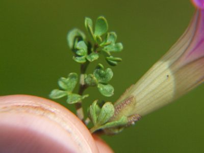 Ipomoea plummerae, photographed by cstobie