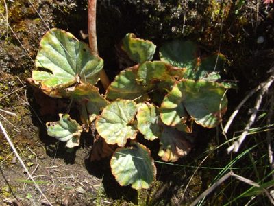 Begonia veitchii, photographed by cstobie