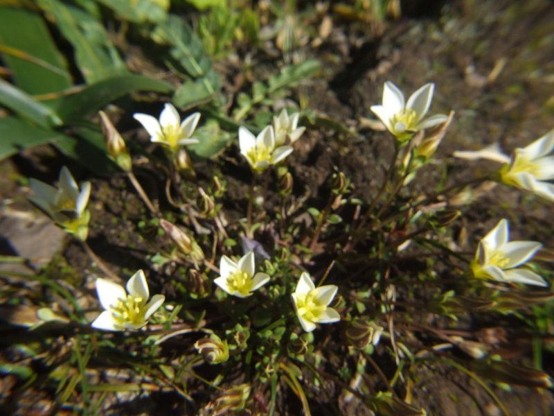 Gentianella limoselloides, photographed by cstobie