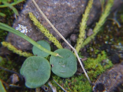 Peperomia polycephala, photographed by cstobie