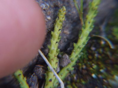 Peperomia polycephala, photographed by cstobie