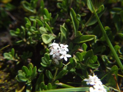 Stevia mandonii, photographed by cstobie