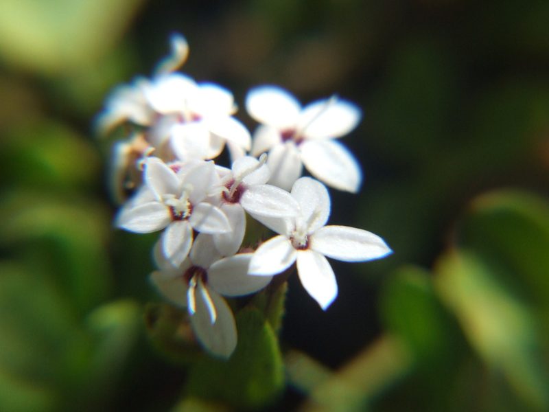 Stevia mandonii, photographed by cstobie