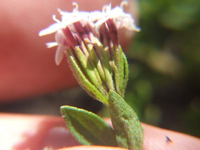 Stevia mandonii, photographed by cstobie