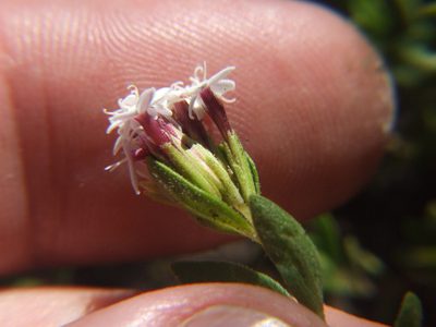 Stevia mandonii, photographed by cstobie