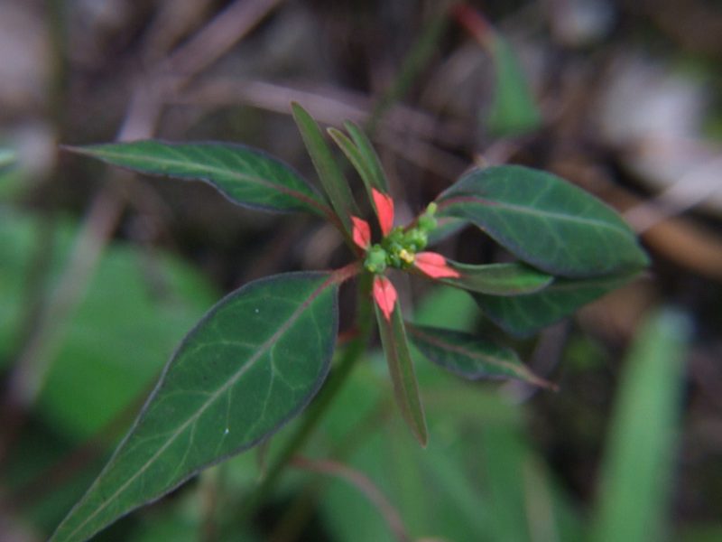 Euphorbia elliptica, photographed by cstobie