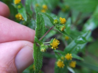 Jaegeria hirta, photographed by cstobie