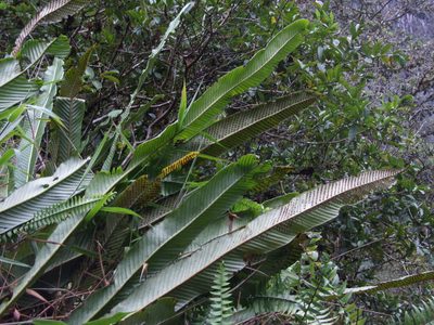 Niphidium crassifolium, photographed by cstobie