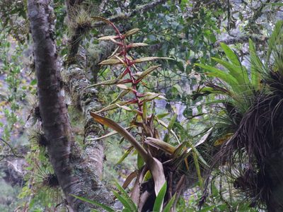 Tillandsia fendleri, photographed by cstobie