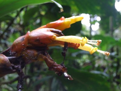 Sanchezia oblonga, photographed by cstobie