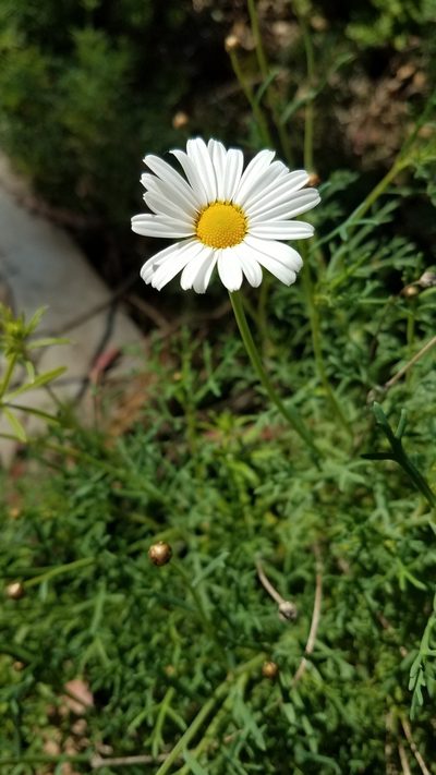 Argyranthemum foeniculaceum, photographed by Peter Brastow