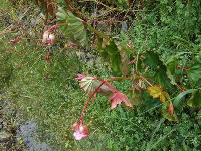 Begonia bracteosa, photographed by cstobie
