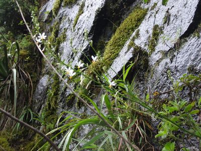 Trihesperus glaucus, photographed by cstobie