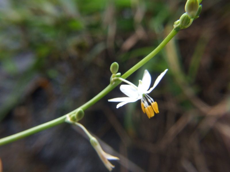 Trihesperus glaucus, photographed by cstobie