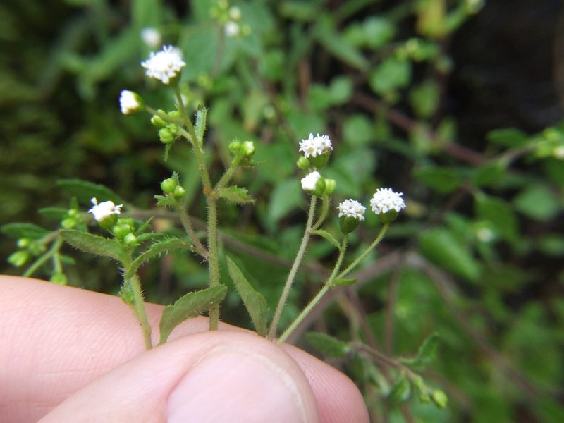 Ellenbergia glandulata, photographed by cstobie