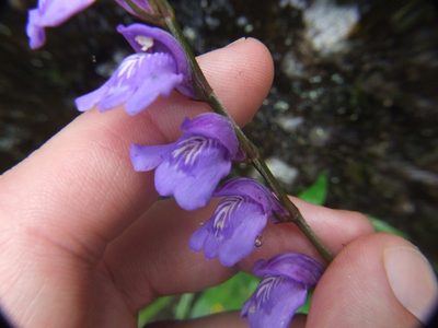 Justicia alpina, photographed by cstobie