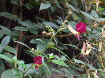 Cuphea cordata, photographed by cstobie