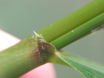 Cenchrus latifolius, photographed by cstobie