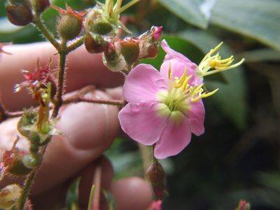 Chaetogastra incarum, photographed by cstobie