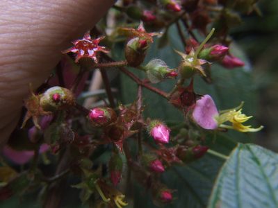 Chaetogastra incarum, photographed by cstobie