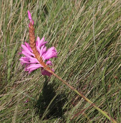 Watsonia densiflora, photographed by Tony Rebelo