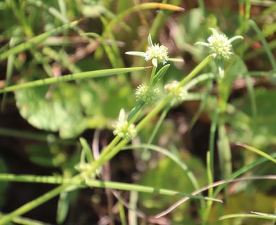 Spermacoce natalensis, photographed by Tony Rebelo