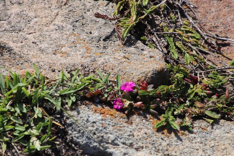 Delosperma repens, photographed by Tony Rebelo