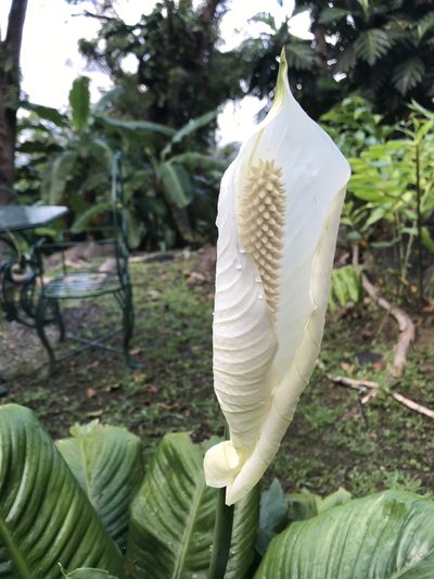 Spathiphyllum wallisii, photographed by Tamberly Conway
