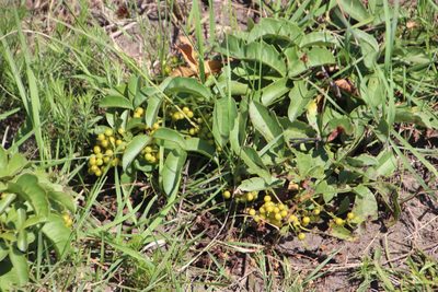 Searsia carnosula, photographed by Tony Rebelo