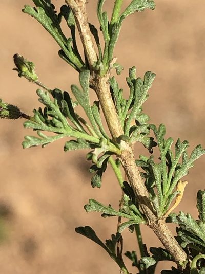 Jamesbrittenia foliolosa, photographed by Dave U
