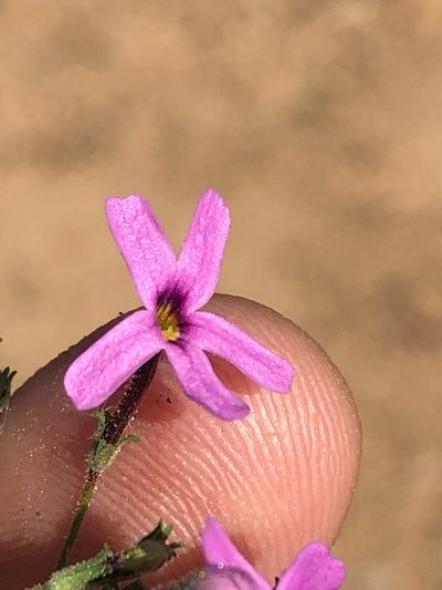 Jamesbrittenia foliolosa, photographed by Dave U