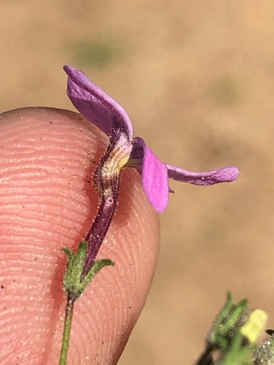 Jamesbrittenia foliolosa, photographed by Dave U