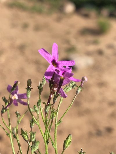 Jamesbrittenia foliolosa, photographed by Dave U