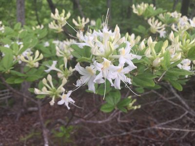 Rhododendron alabamense, photographed by John P Friel