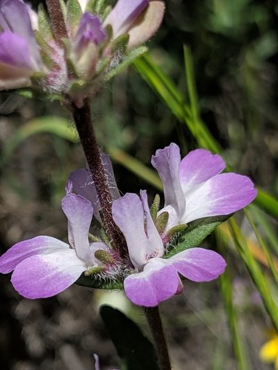 Collinsia bartsiifolia, photographed by Alex Heyman