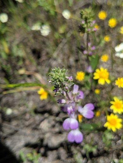 Collinsia bartsiifolia, photographed by Alex Heyman