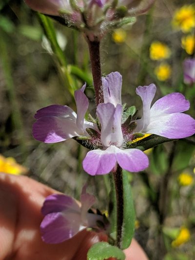Collinsia bartsiifolia, photographed by Alex Heyman