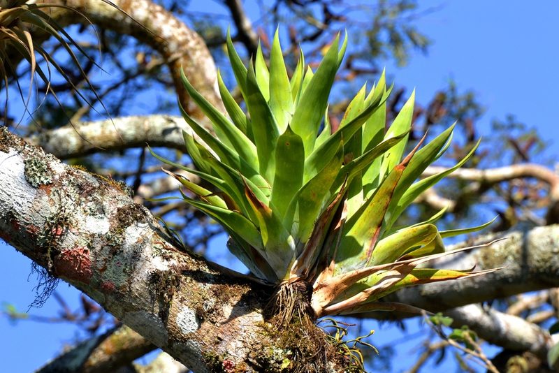 Catopsis occulta, photographed by Daniel Pineda Vera
