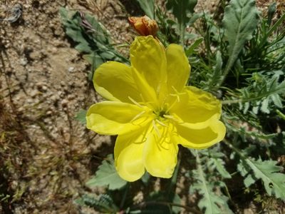 Oenothera primiveris, photographed by Jose Lopez