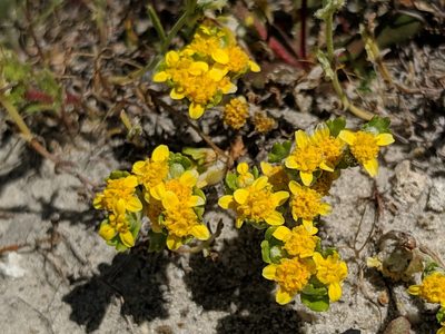 Eriophyllum multicaule, photographed by Alex Heyman