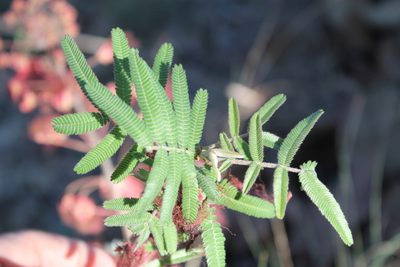 Calliandra hirsuta, photographed by Viacheslav Shalisko