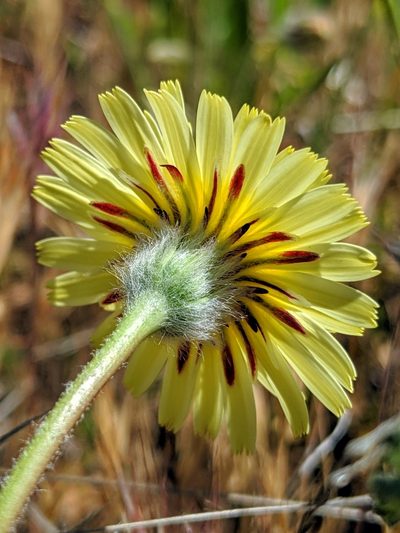 Malacothrix californica, photographed by Alex Heyman