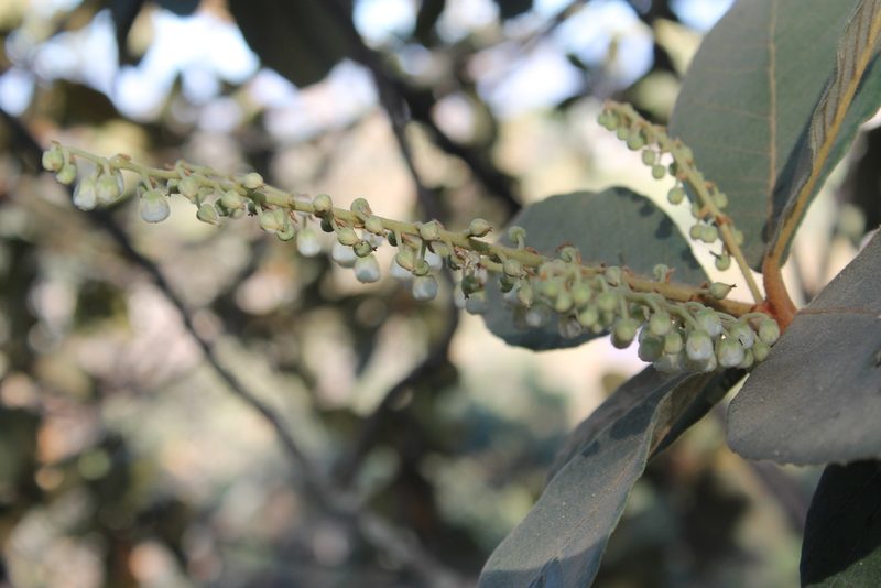 Clethra hartwegii, photographed by Viacheslav Shalisko
