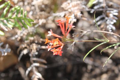 Bouvardia tenuifolia, photographed by Viacheslav Shalisko
