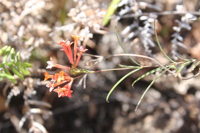 Bouvardia tenuifolia, photographed by Viacheslav Shalisko