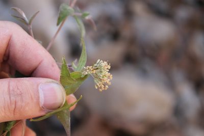 Cunila polyantha, photographed by Viacheslav Shalisko